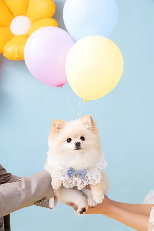 Our PAWfect Beginning(3)