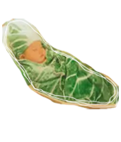 お鍋の白菜さん(1)