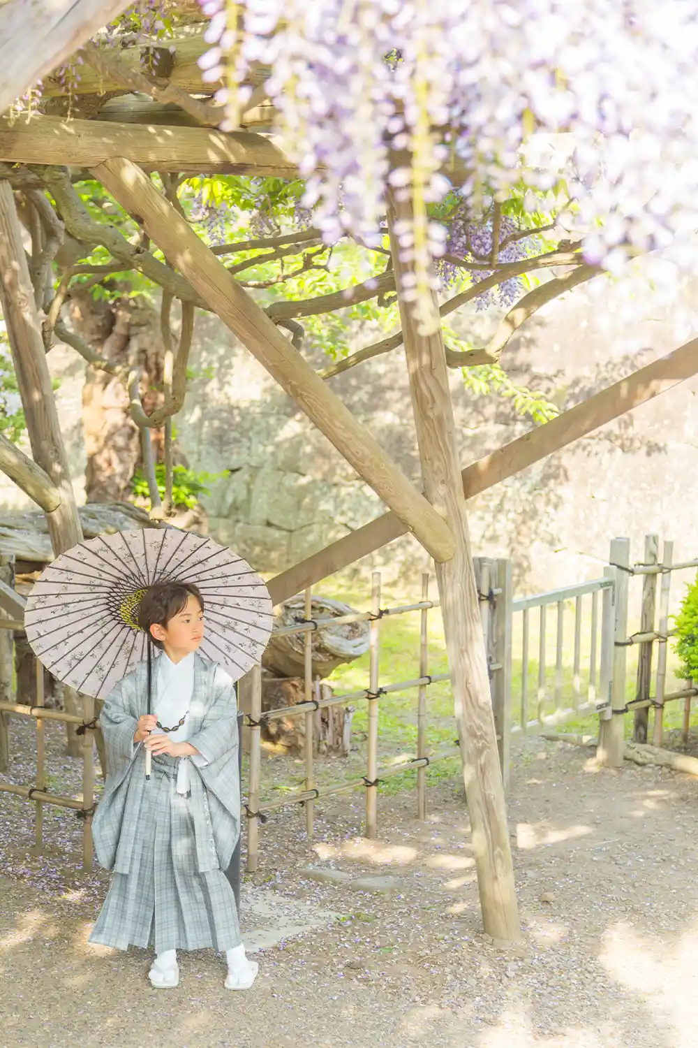 五稜郭公園 藤(2)