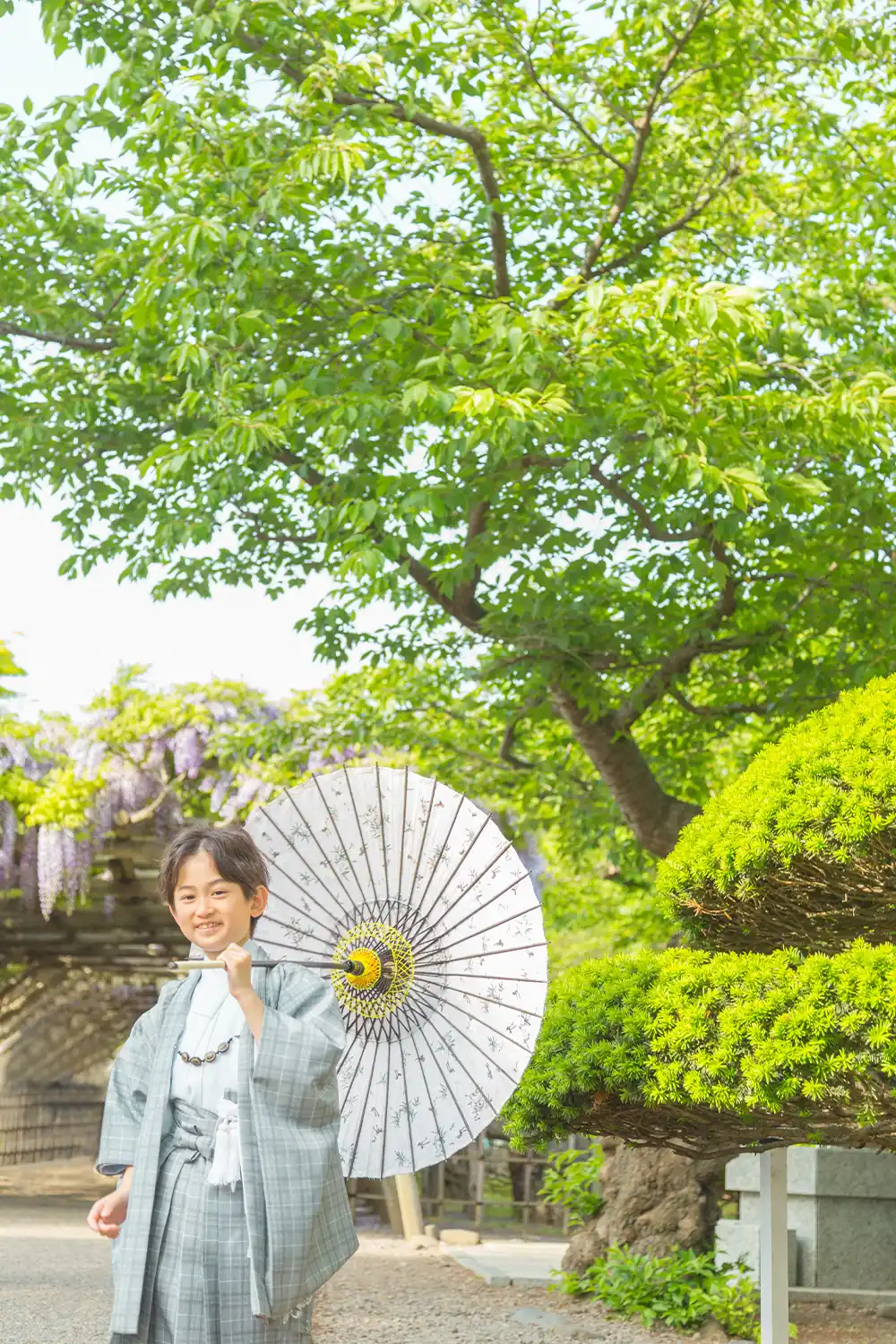 五稜郭公園 藤(4)