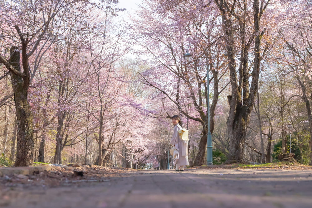 SAKURA Sanpo(5)