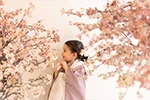 スタジオ写真「和桜」(06)