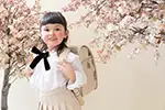 スタジオ写真「和桜」(11)