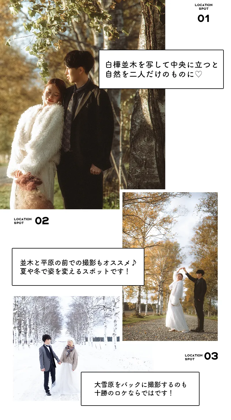 十勝牧場白樺並木