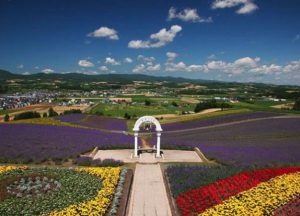 旭川・富良野でロケーションフォトウェディング