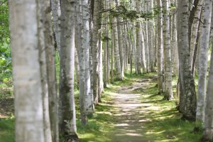 旭川・富良野でロケーションフォトウェディング