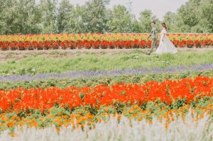 富良野・美瑛の美しい花畑や絶景スポットを丁寧にご紹介。旬の見頃や楽しみ方を分かりやすくお届け!