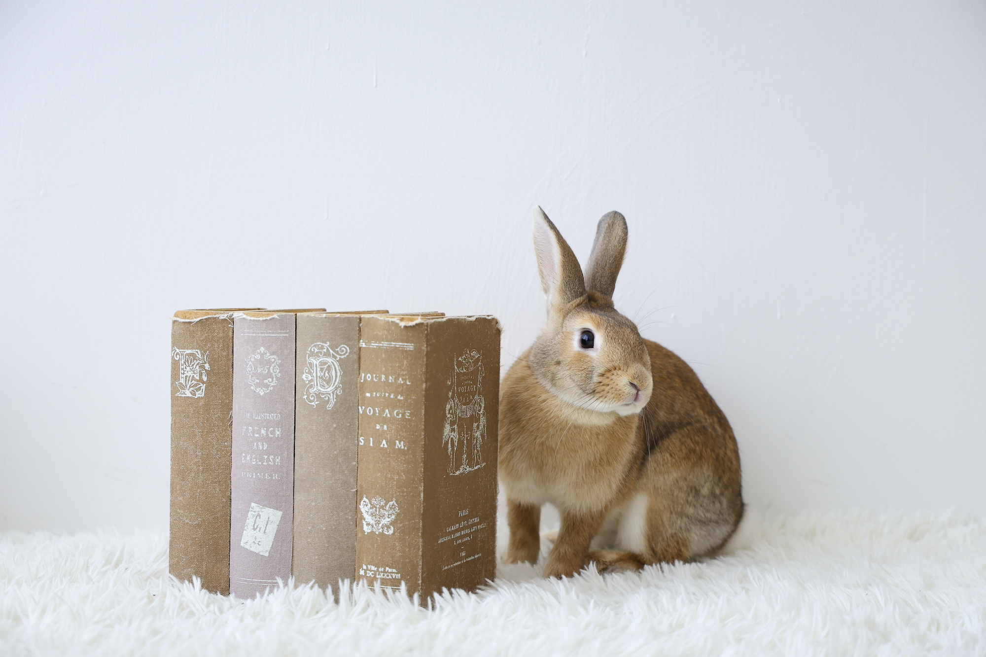 【旭川店】ペットイベント開催🐰🐶🐱