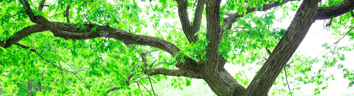 鳥沼公園（夏）