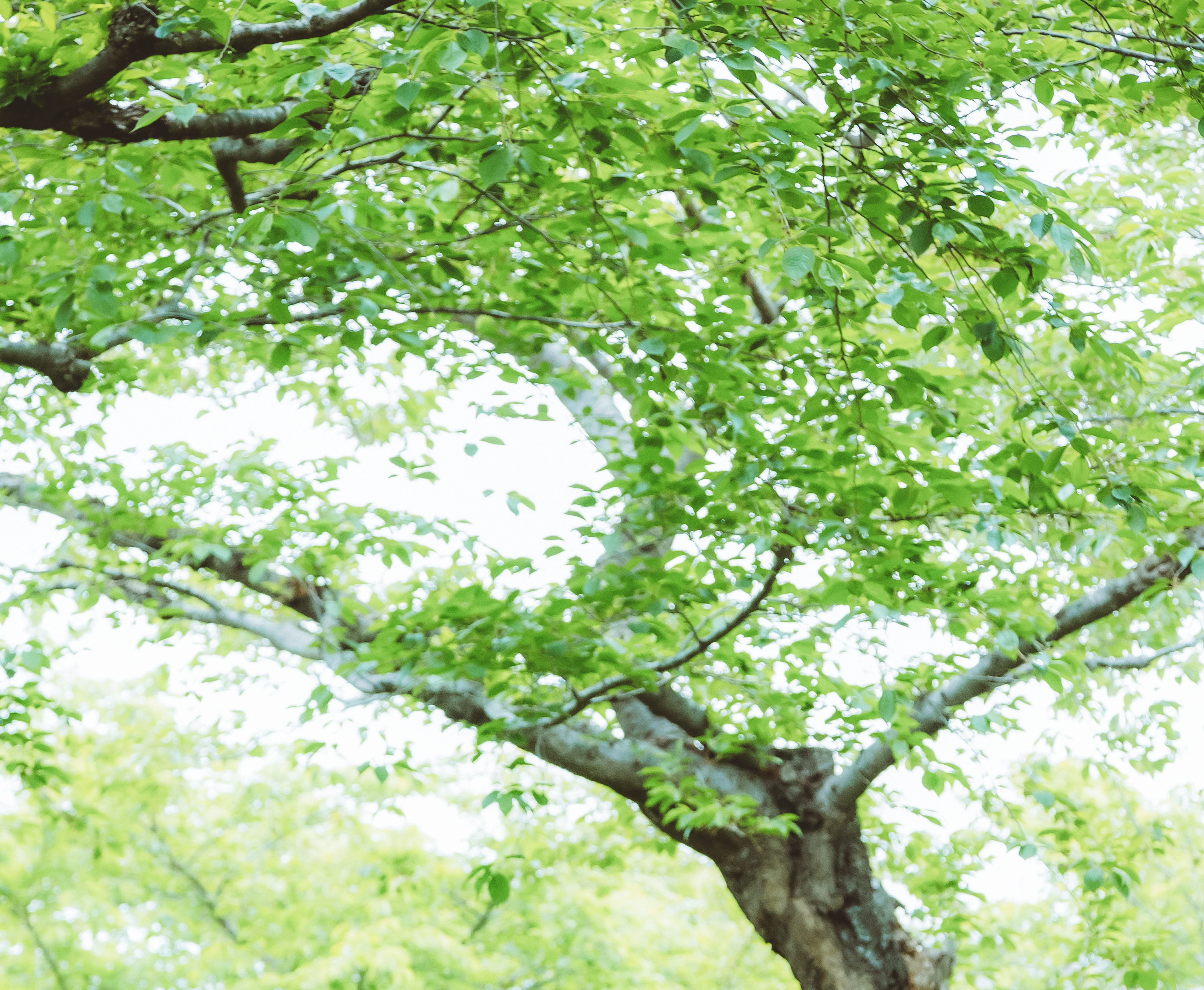 五稜郭公園