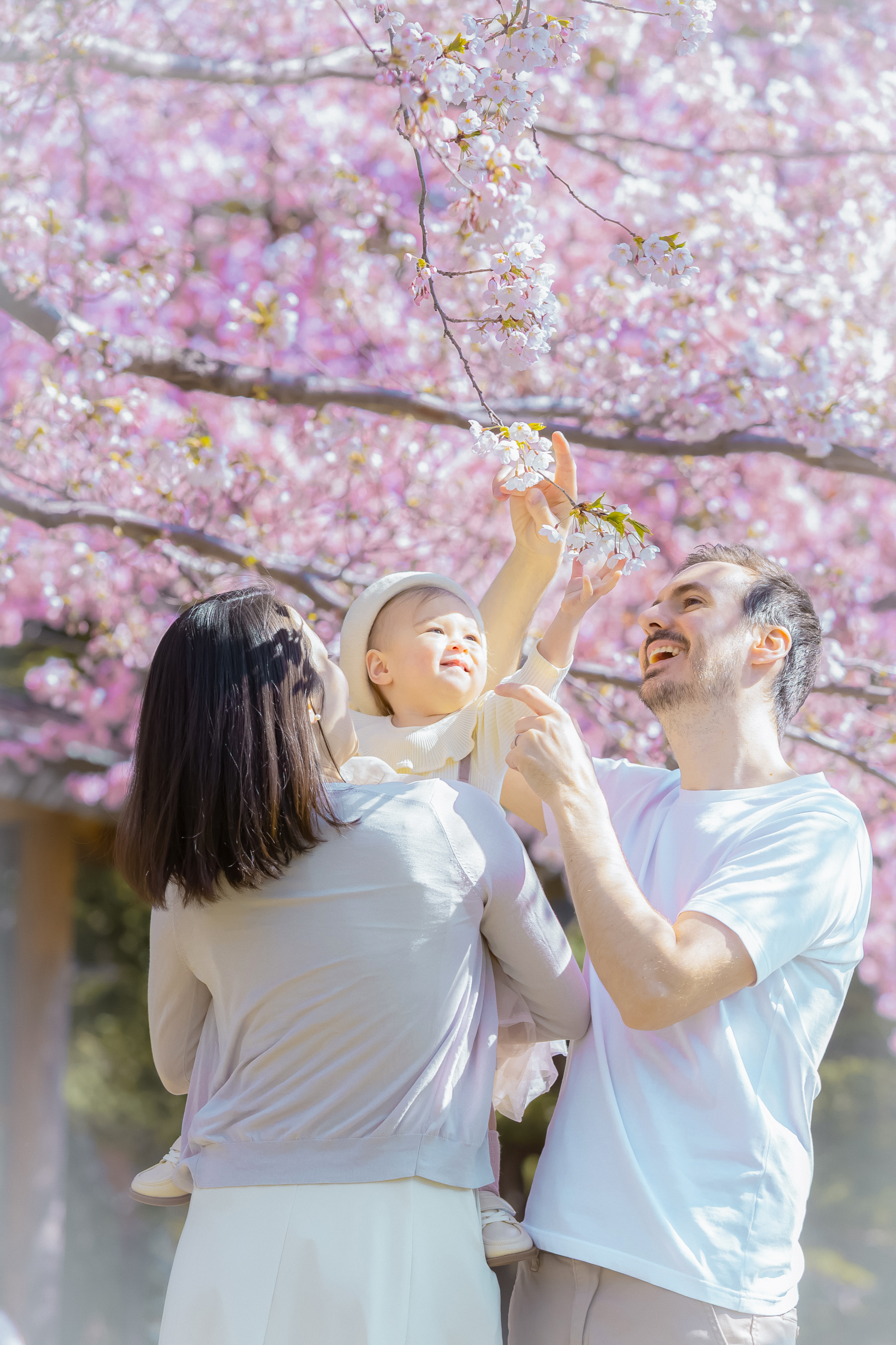 円山公園（桜）